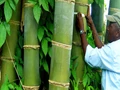 Know Everything about the 'King of Bamboo Cultivation'