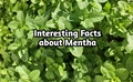Interesting Facts about Mentha (Pudina) Plant You Must know