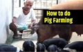 Pig Farming - A Lucrative Business in Assam