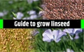 A Complete Guide on Flaxseed Cultivation