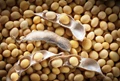 USDA raises Global 2020-21 Soybean trade estimate; World ending stocks also estimated higher