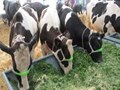 NDDB Launches Call Centre for Dairy Farmers; Get All Information Related to Animal Health, Nutrition & Breeding in One Call