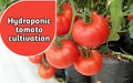 Go for Smart Farming for a Tomato Revolution!