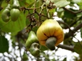 Cashew India App launched for Farmers by DCR