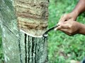Kerala's Rubber Plantations - An Overview