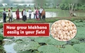 How to Grow Makhana/ Fox nut in your field?