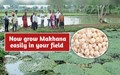 How to Grow Makhana/ Fox nut in your field?