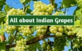 Top 5 Varieties of Grapes in India
