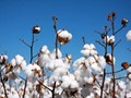 All About Cotton Farming in Meghalaya