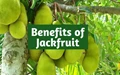 Jackfruit in Cancer Treatment - Study Unveils Positive Results