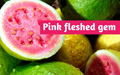 Know all about the tropical fruit: Guava