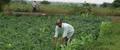 Net Cropped Area of Kharif Season Crops increases by 9% over last year