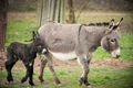 First Donkey Milk Dairy to be opened in Haryana’s Hisar District; 1 litre milk may cost up to Rs. 7000