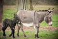 First Donkey Milk Dairy to be opened in Haryana’s Hisar District; 1 litre milk may cost up to Rs. 7000