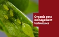 6 Organic Techniques for Effective Pest Management