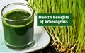 Know How Wheatgrass Can Protect You from Monsoon Diseases