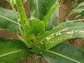 How to Protect your Crops from Fall Armyworm (FAW)?