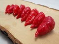 Bhut Jolokia: Origin, Uses and Commercial Cultivation of Ghost Chili