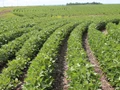 Soybean Crop Affected in Madhya Pradesh; SOPA Estimates 10-12% Damage