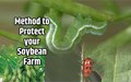 How Integrated Pest Management can protect your Soybean farm from threats?