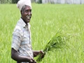 Kharif Crop acreage up further; Oilseed area jumps by 13%, Rice sowing up 10%