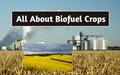 What are Biofuel Crops or Energy Crops?