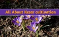 Beginners Guide to Saffron Cultivation - Step by Step Process Explained