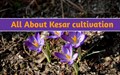 Beginners Guide to Saffron Cultivation - Step by Step Process Explained
