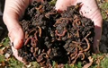 EARTHWORMS : WHY A MUST FOR SOIL IMPROVEMENT?