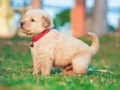 Good News for Pet Owners! Bajaj Allianz Launches 'Pet Insurance' for Dogs