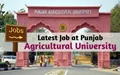 PAU Recruitment 2020: Punjab Agricultural University Invites Application for Junior Field/Lab Helper; Check Details