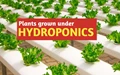 Plants that can be grown In Hydroponic Greenhouse