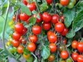 In-house cultivation of Cherry Tomatoes