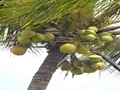 This Coconut Day, Know the Stone Fruit more closely