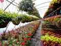 How to start your own Plant Nursery for Profit?