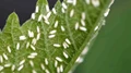 Whitefly Alert! Pest Attack Haunts Cotton Growers; 25% Crop Damaged
