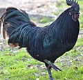 Poultry Farming: Top Chicken Breeds in India for Egg and Meat