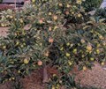 Apple Cultivation Experiment in Murshidabad, West Bengal