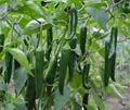 11 Surprising Benefits of Green Chillies