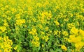 Mustard Planting Season Approaches - Let’s Know about its Cultivation and Economics in Detail