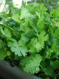 Complete Guide to Coriander Farming: Varieties, Climate Requirement, Harvesting, Yield and Economics