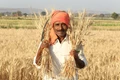 Kellogg Expands Partnership with Technoserve to Improve Farmers’ Livelihoods in Uttar Pradesh