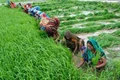 Sustainable Agriculture in Uttarakhand