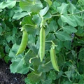 Complete Guide to Pea Cultivation – Top Varieties, Climate & Soil Requirement, Fertilizer Treatment, Pest Control and Harvesting