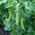 Complete Guide to Pea Cultivation – Top Varieties, Climate & Soil Requirement, Fertilizer Treatment, Pest Control and Harvesting