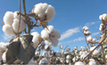 Cotton Growing Areas Adversely Affected in Haryana due to Waterlogging & White Fly Attack