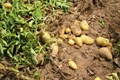 Potato Cultivation: Guidance For Beginners