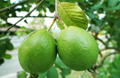 Top 5 and widely used varieties of Guava in India