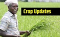 Monsoons likely to revive after Sep 17; Kharif acreage increases further