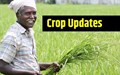 Monsoons likely to revive after Sep 17; Kharif acreage increases further